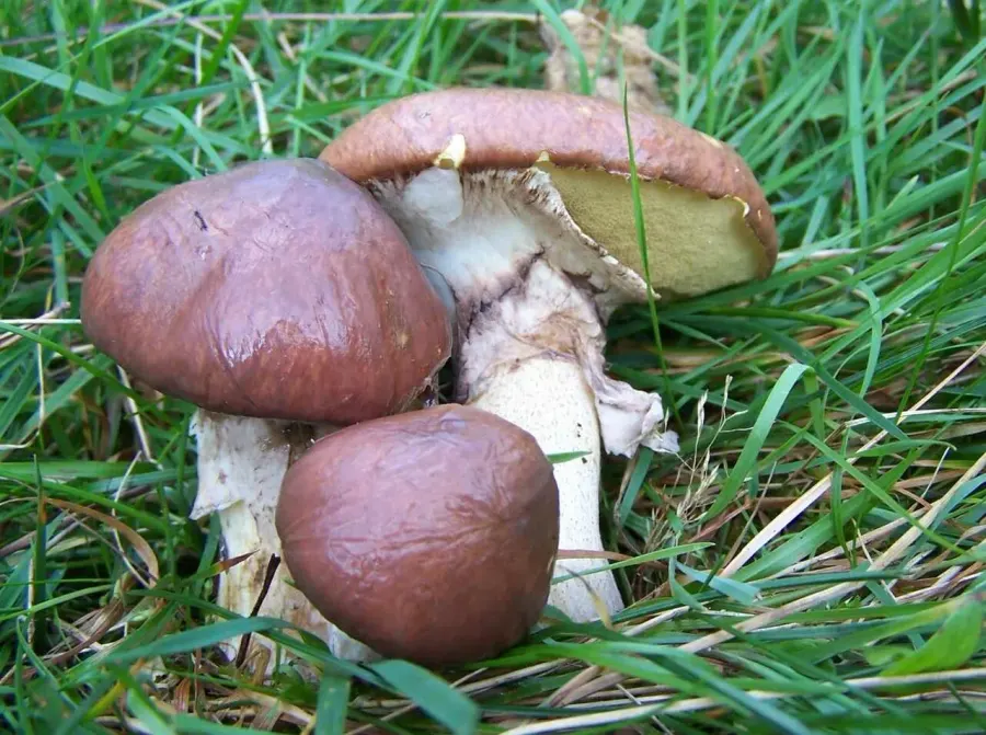 La carte Suillaceae