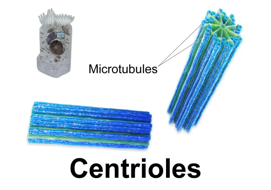 The Centriole card