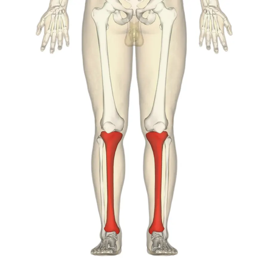 La carte Tibia
