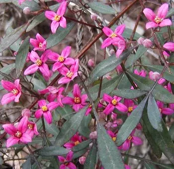La carte Boronia