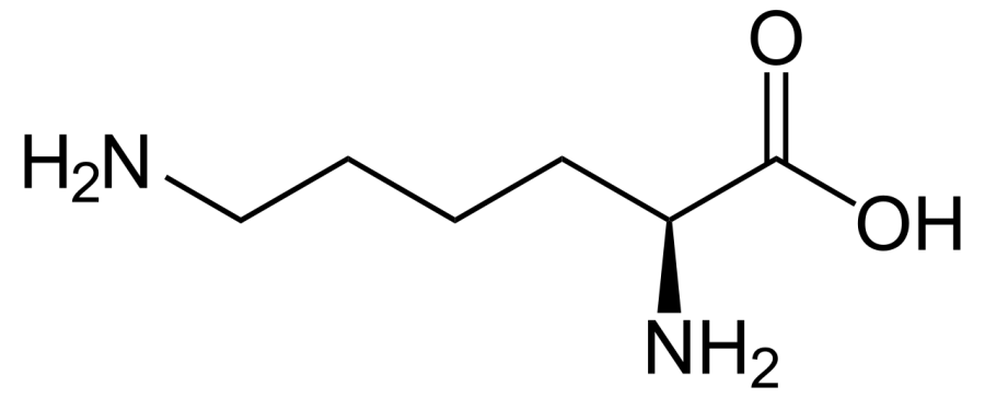 La carte Lysine