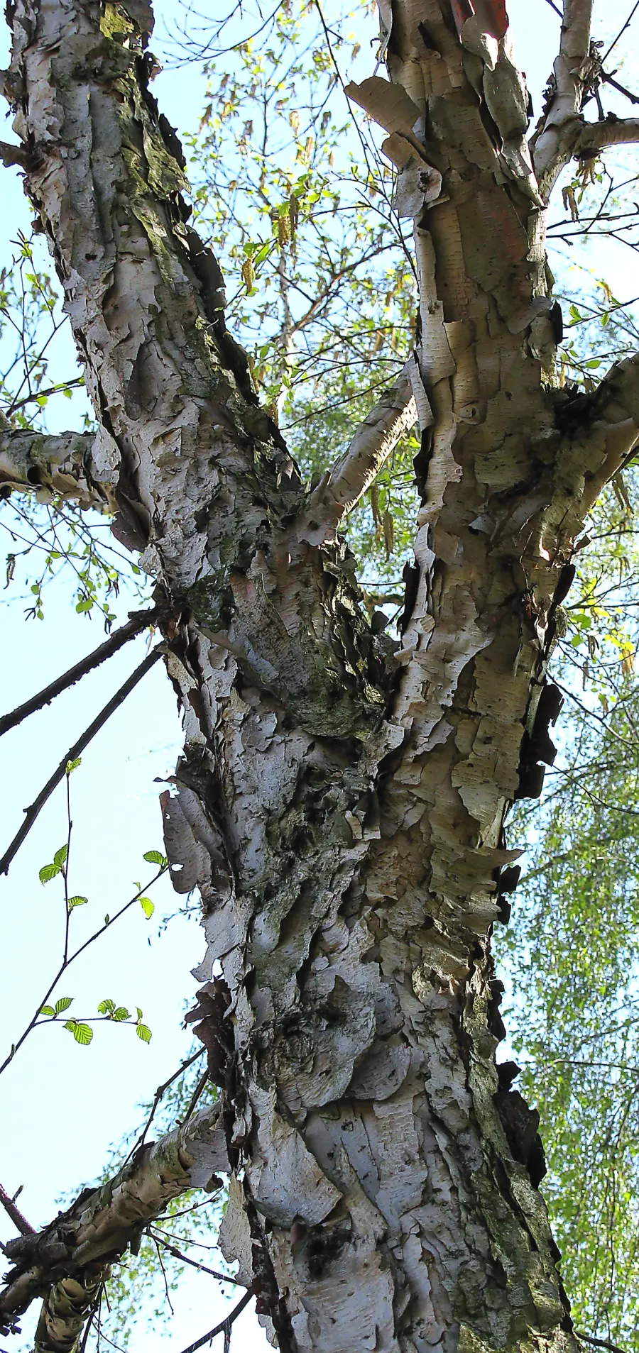 The Betula costata card