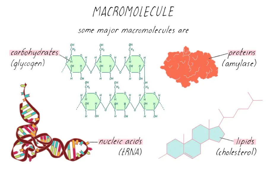 La carte Macromolécule