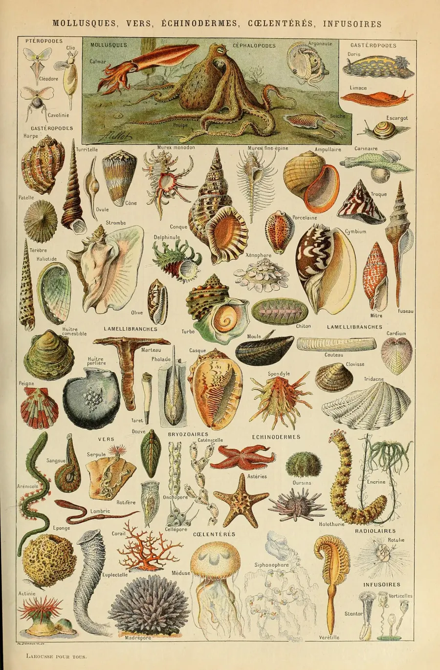 La carte Illustration