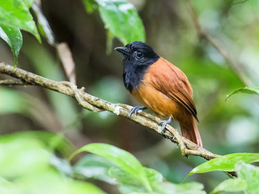 The Cocha antshrike card