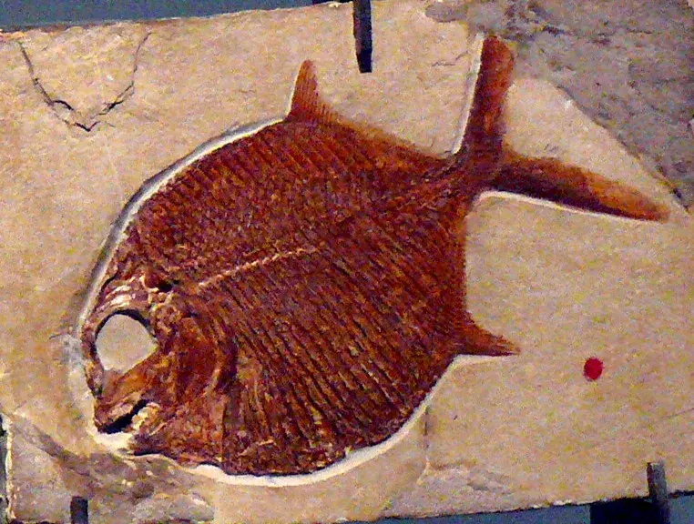 La carte Pycnodontiformes