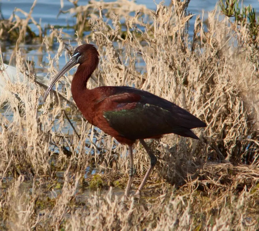 La carte Ibis falcinelle