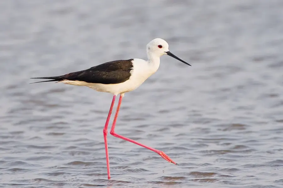The Black-winged stilt card