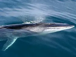 La carte Rorqual commun