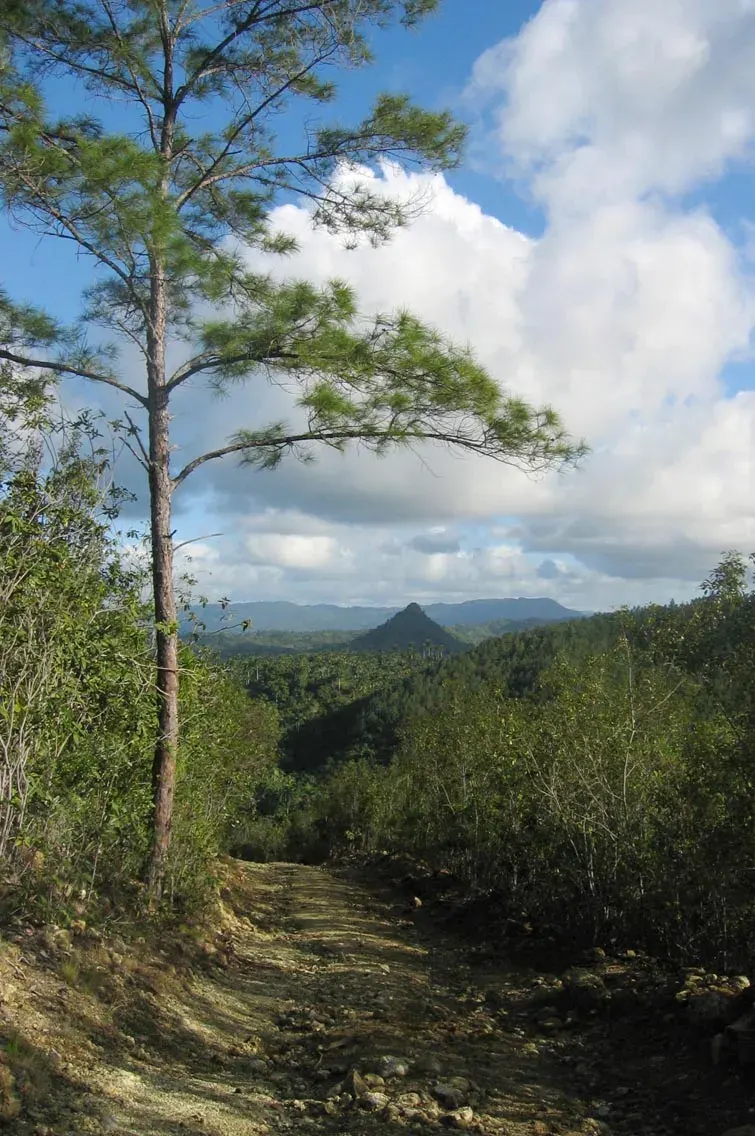 La carte Pinus cubensis