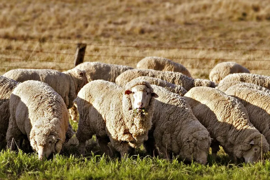 The Sheep farming card