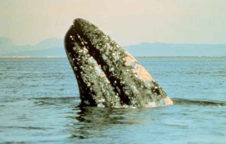 La carte Baleine grise