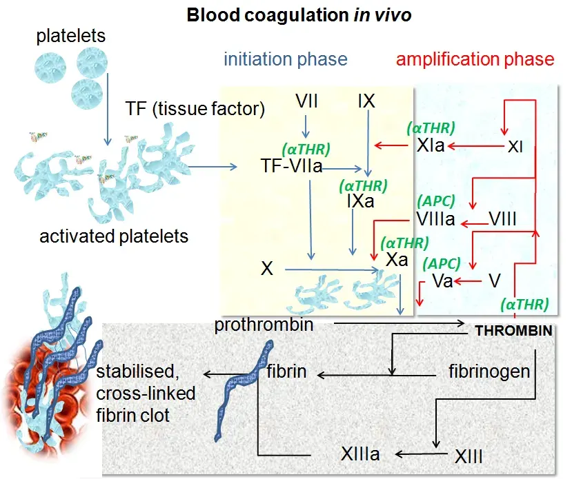 La carte Coagulation sanguine