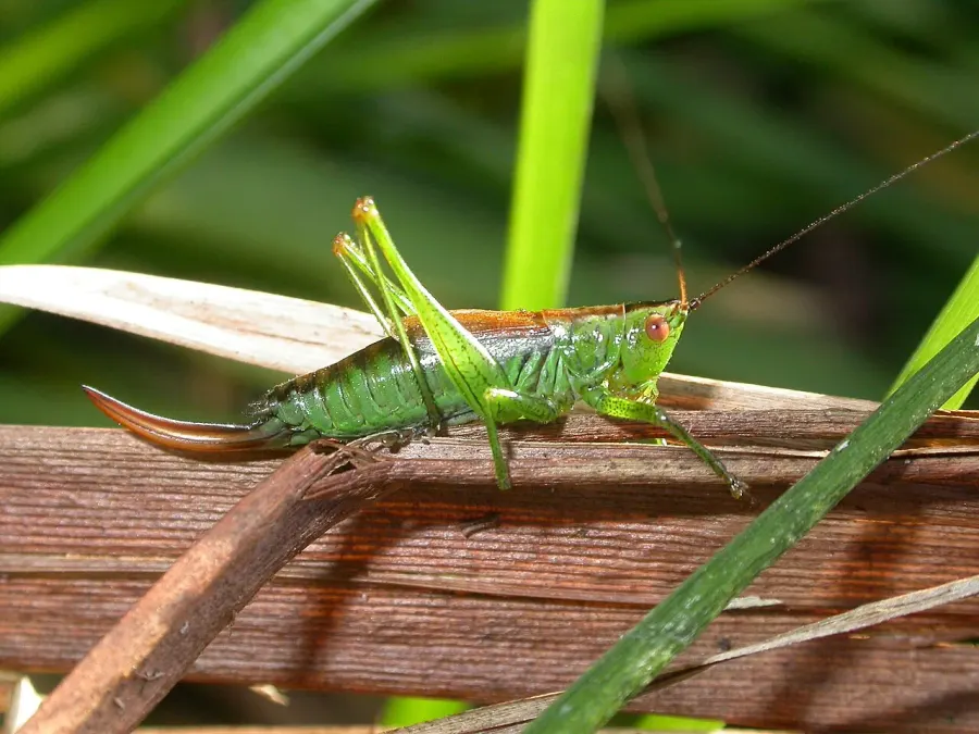 La carte Conocephalus dorsalis