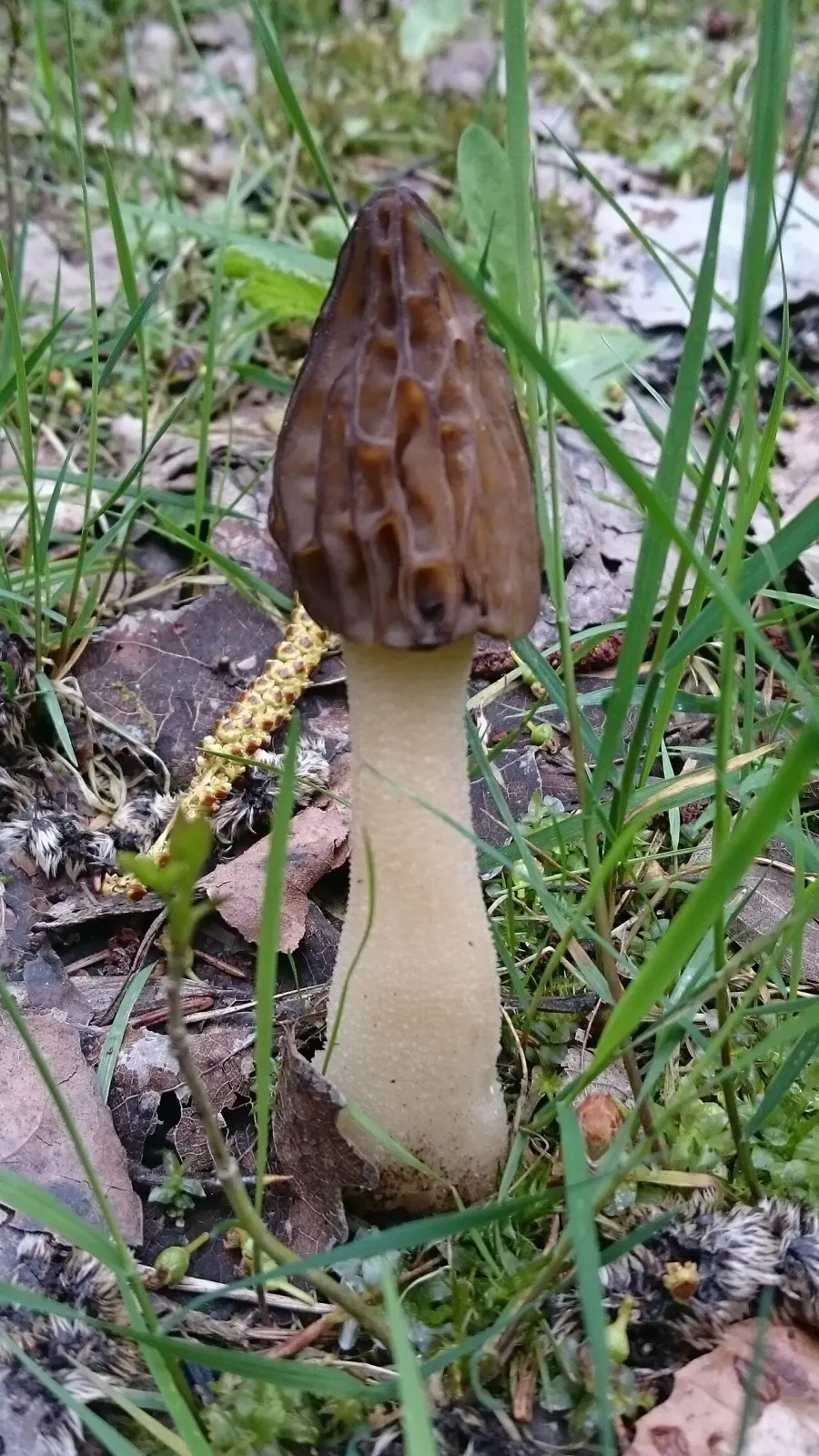 La carte Morchella semilibera
