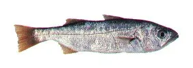 The Queenfish card