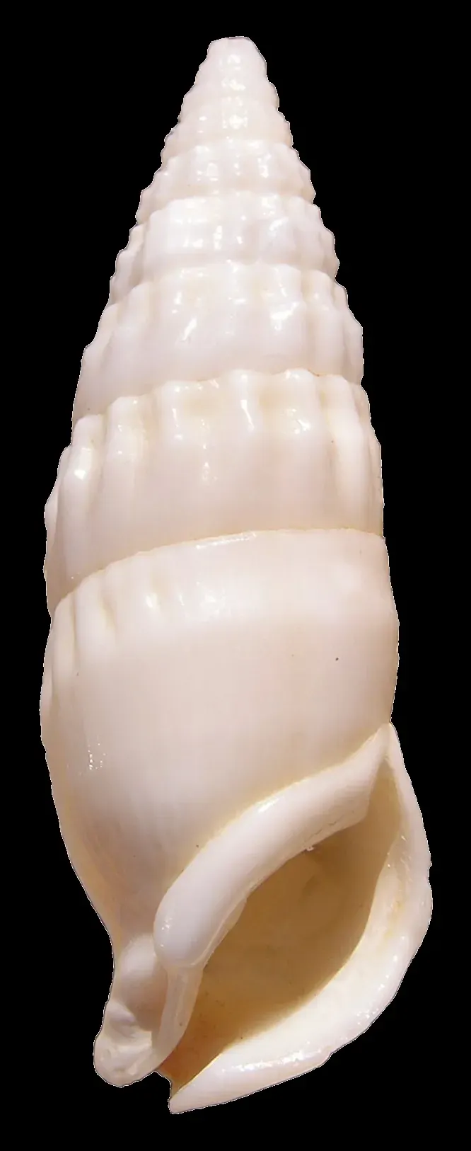 The Cerithiidae card