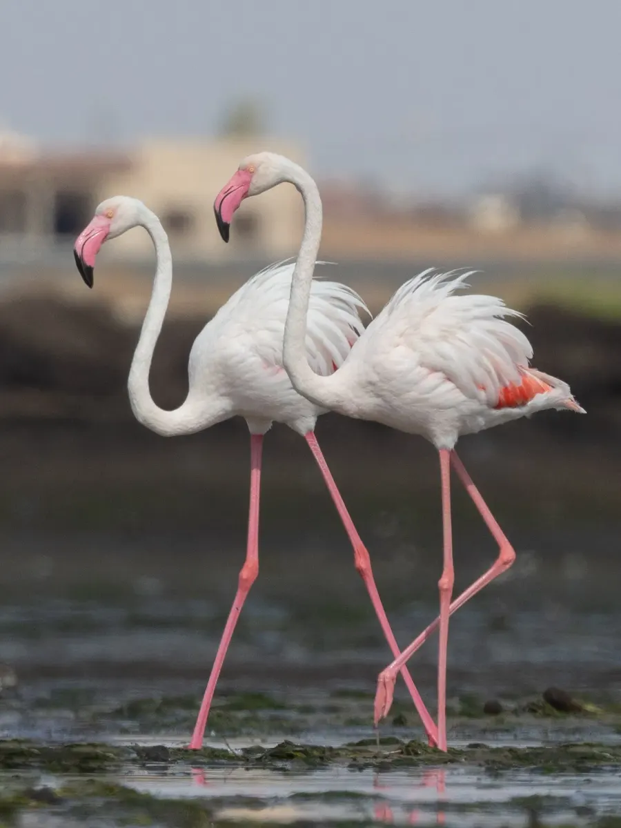La carte Flamant rose