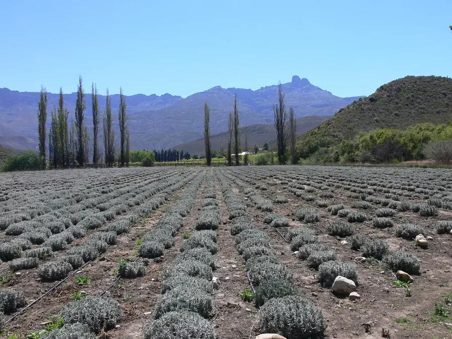 La carte Ladismith