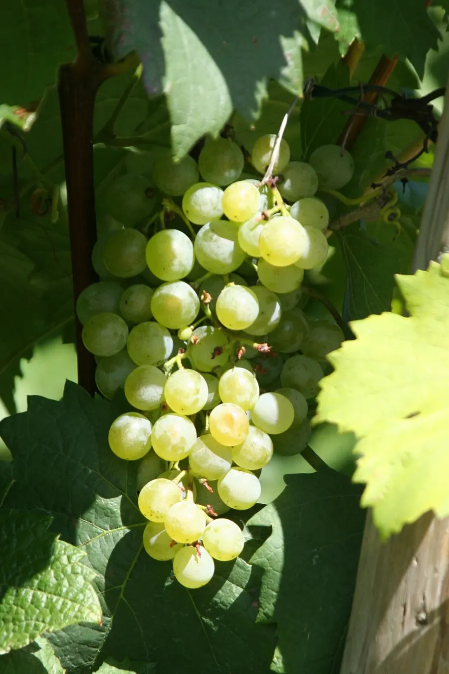 La carte Grüner Veltliner