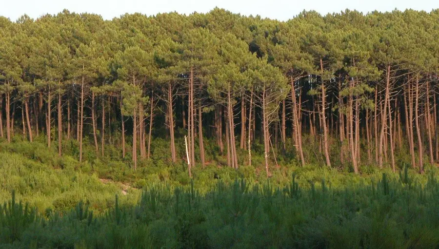 The Landes forest card