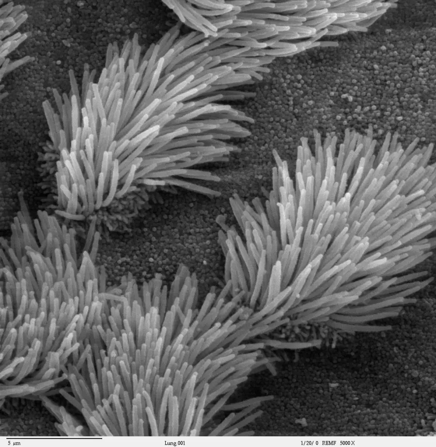 La carte Cil cellulaire