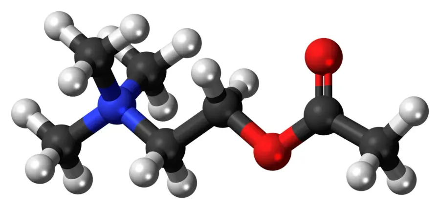 La carte Acétylcholine