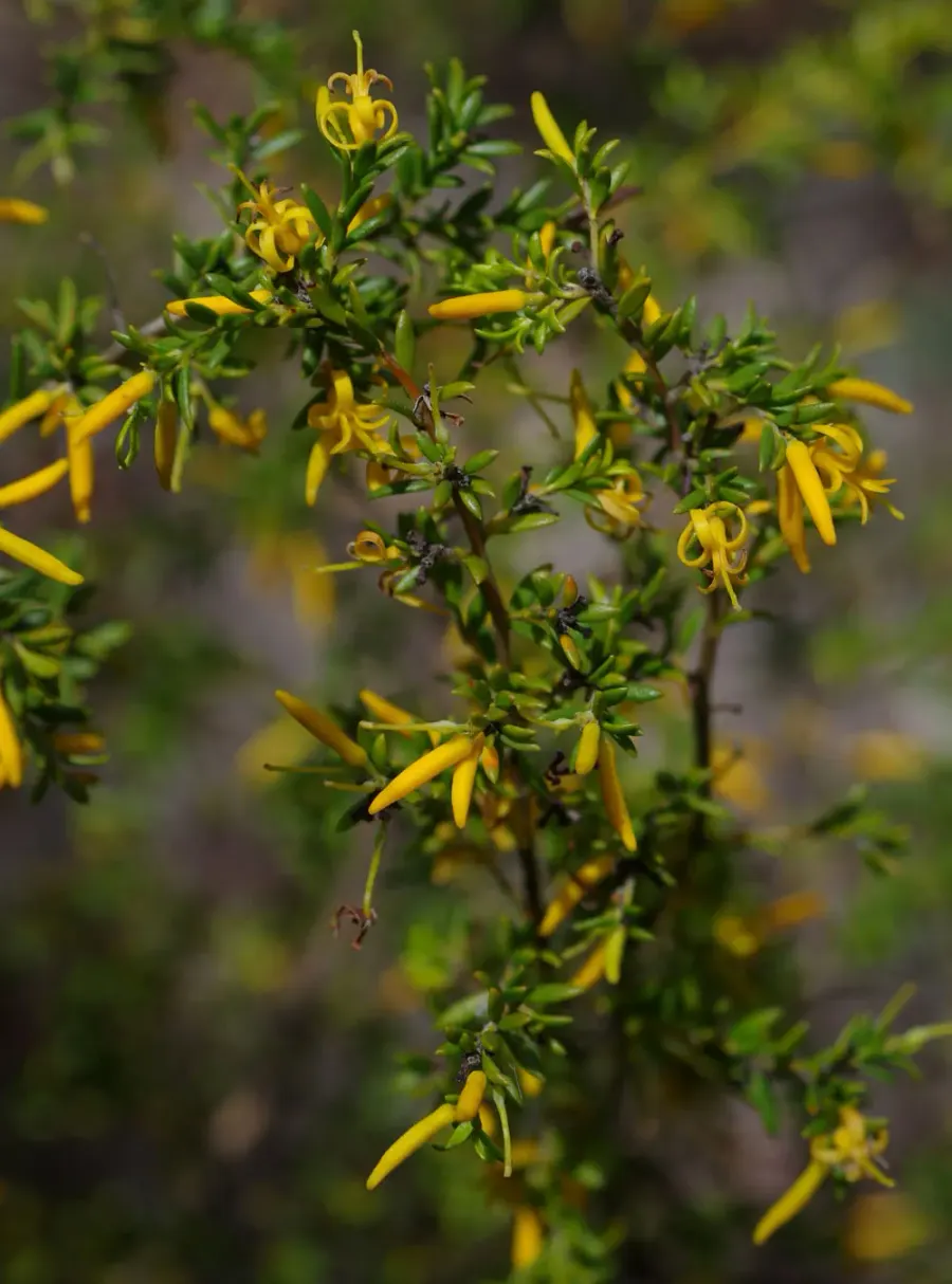 La carte Persoonia terminalis