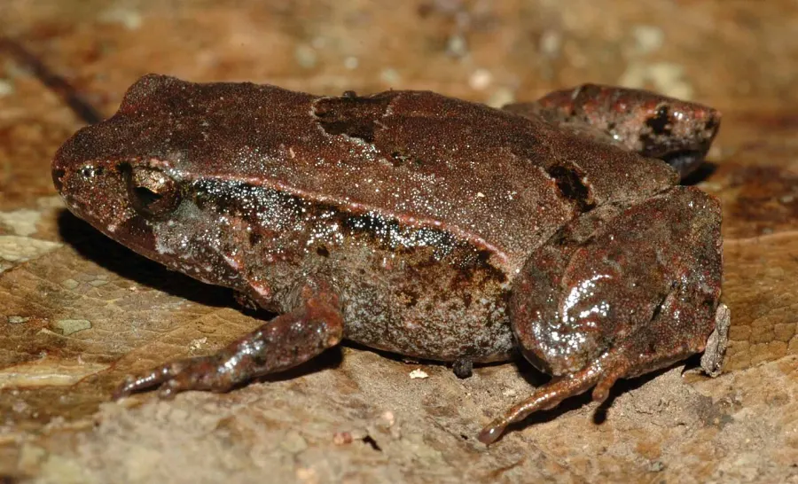 The Pouched frog card