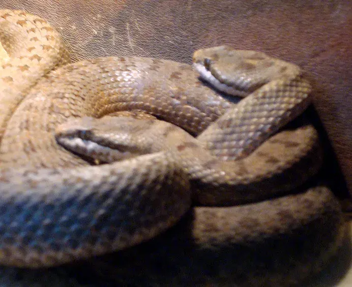 La carte Crotalus pricei