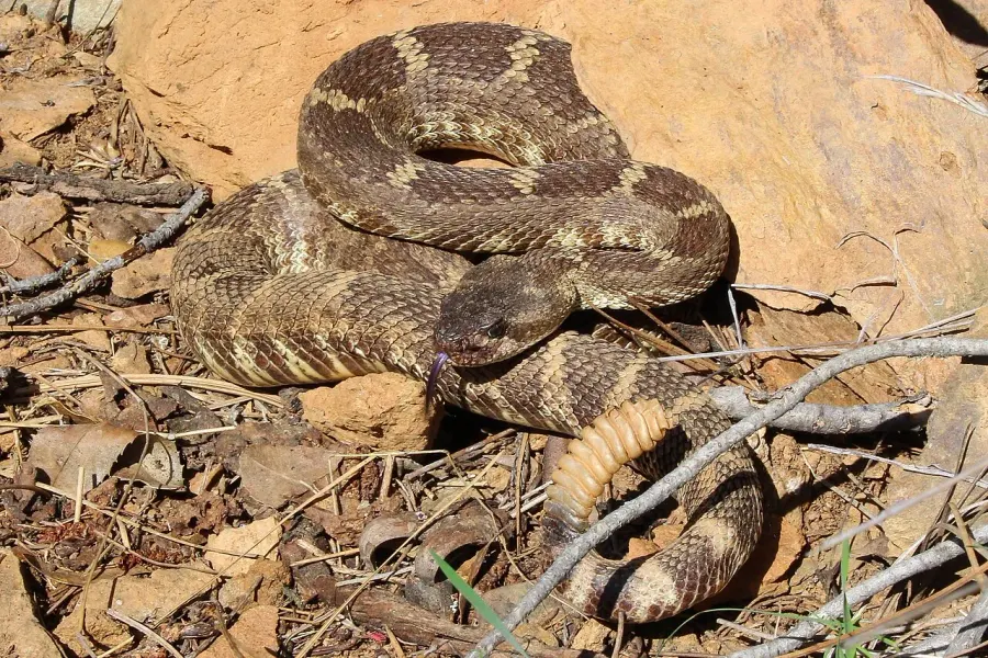 The Crotalus oreganus card