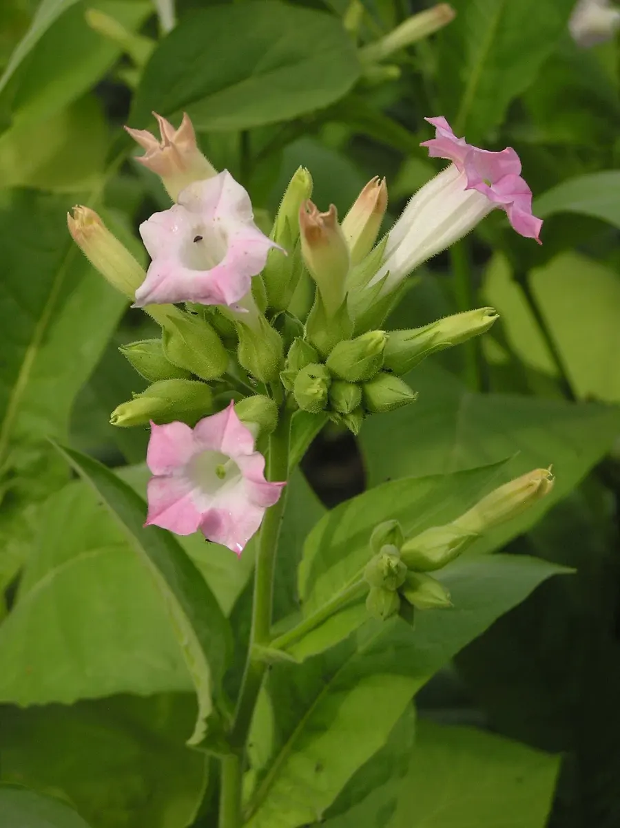 La carte Nicotiana tabacum