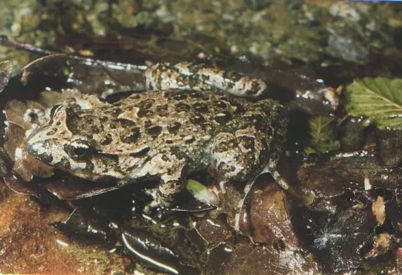 La carte Discoglossus sardus