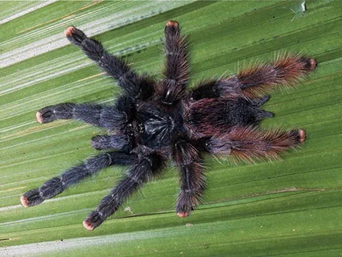 La carte Avicularia avicularia