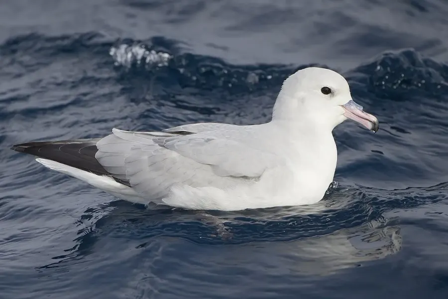 La carte Fulmar argenté