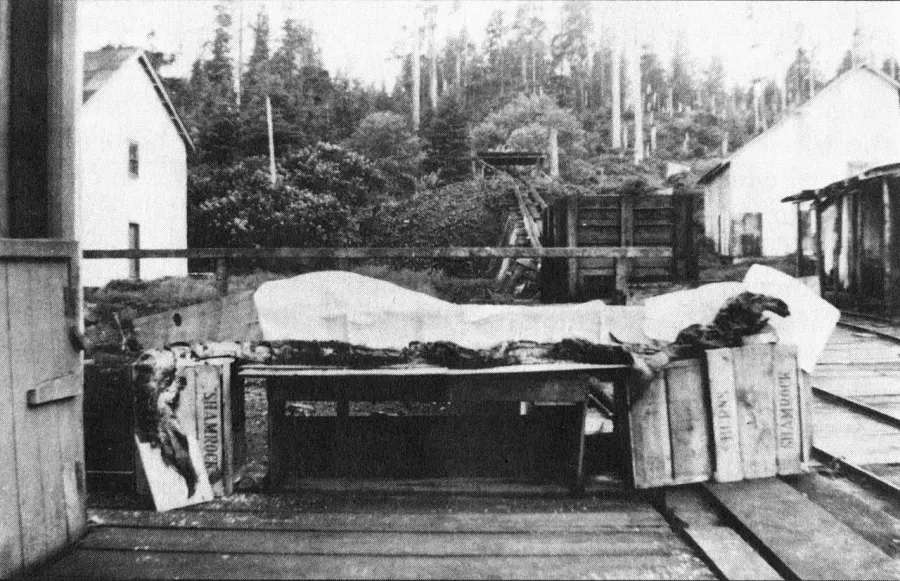 La carte Cadborosaurus