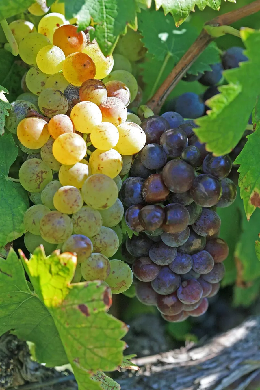 The Muscat card