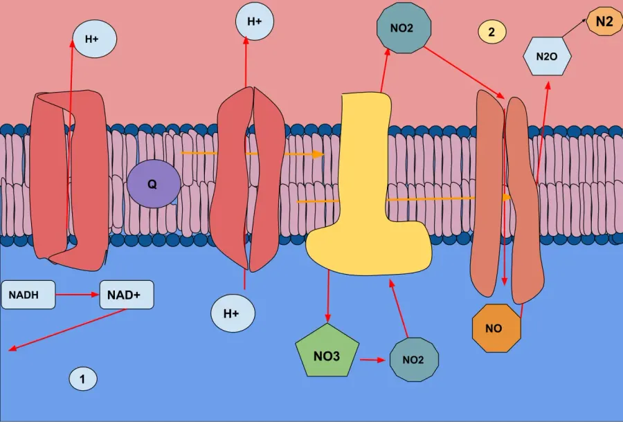 La carte Respiration anaérobie