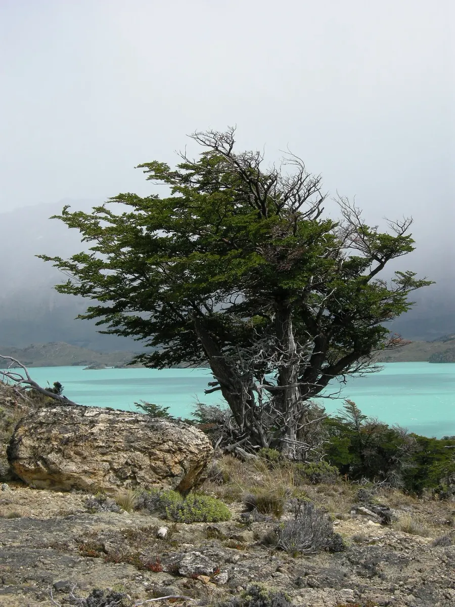 La carte Nothofagus pumilio