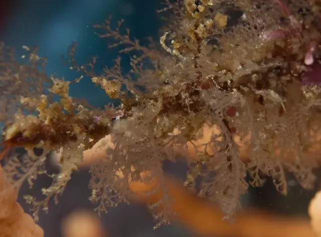 La carte Hydrozoa