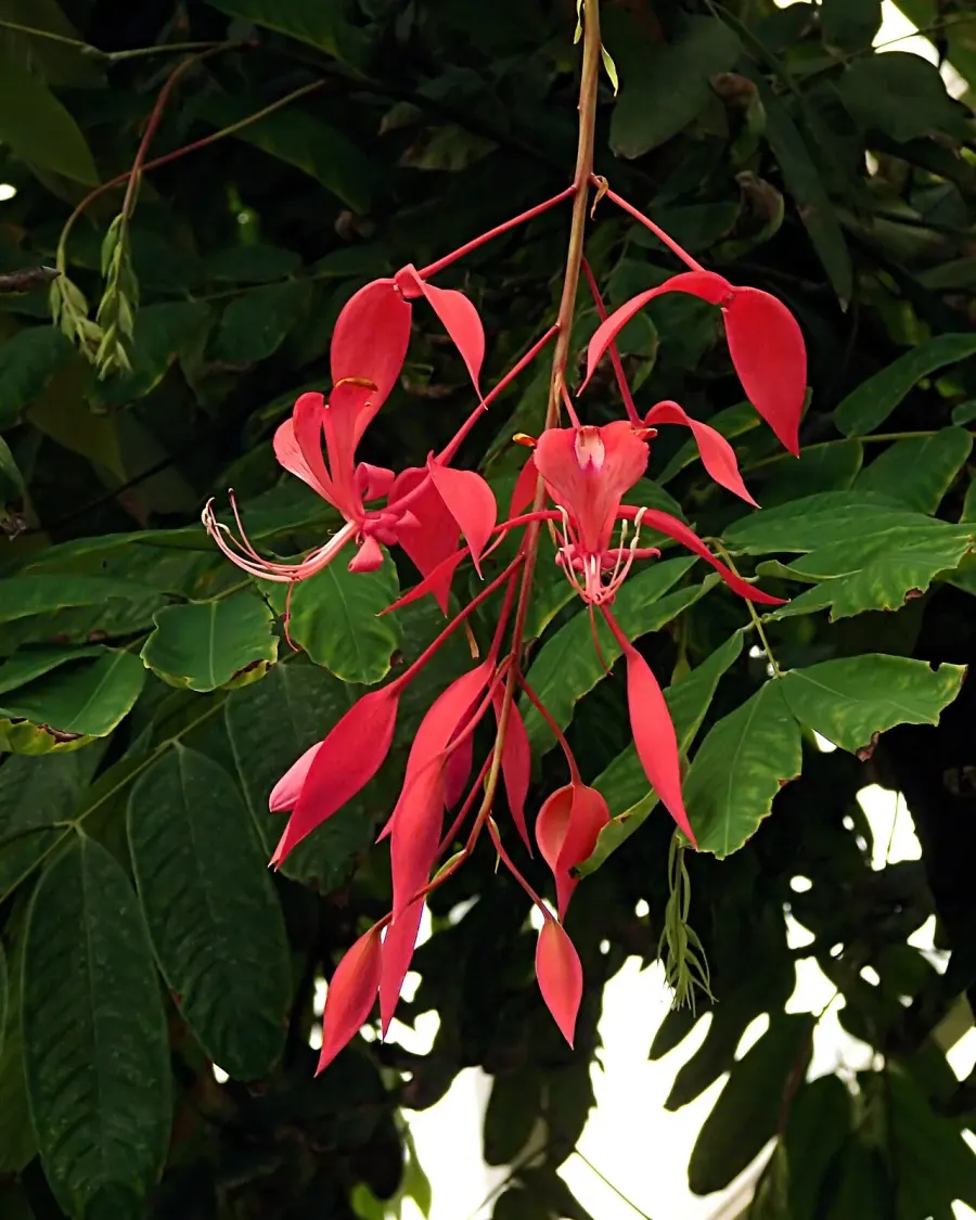 The Amherstia nobilis card