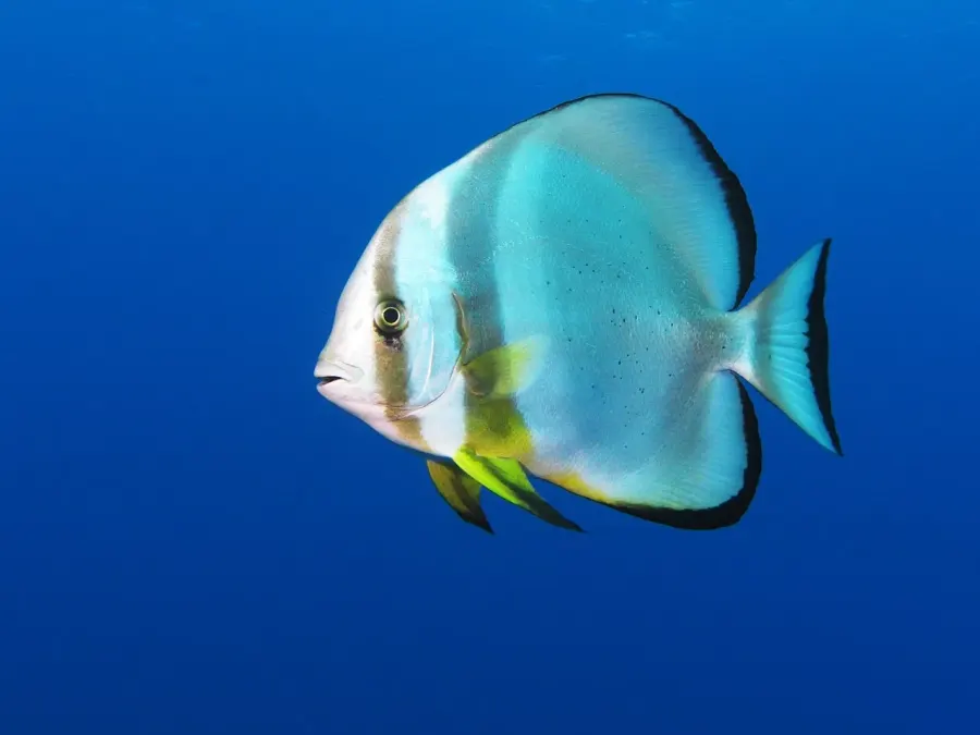 The Orbicular batfish card