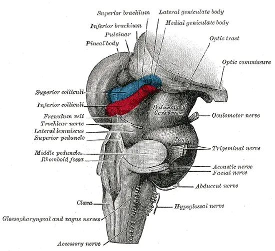 The Brainstem card
