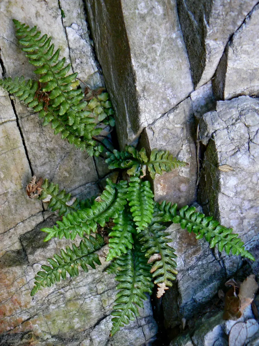 The Asplenium marinum card