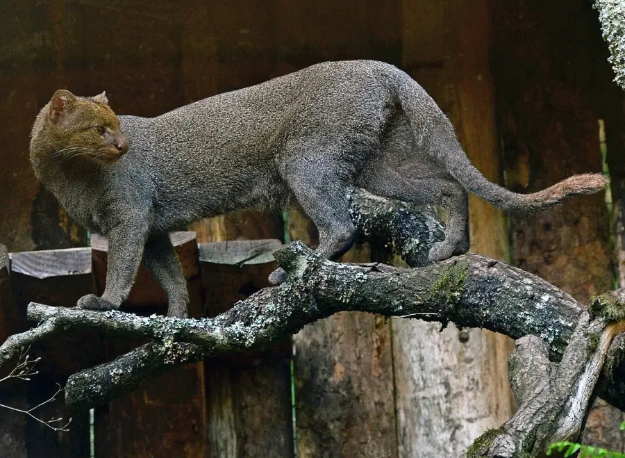 The Jaguarundi card