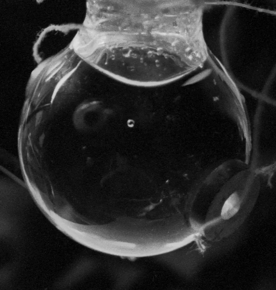 La carte Sonoluminescence