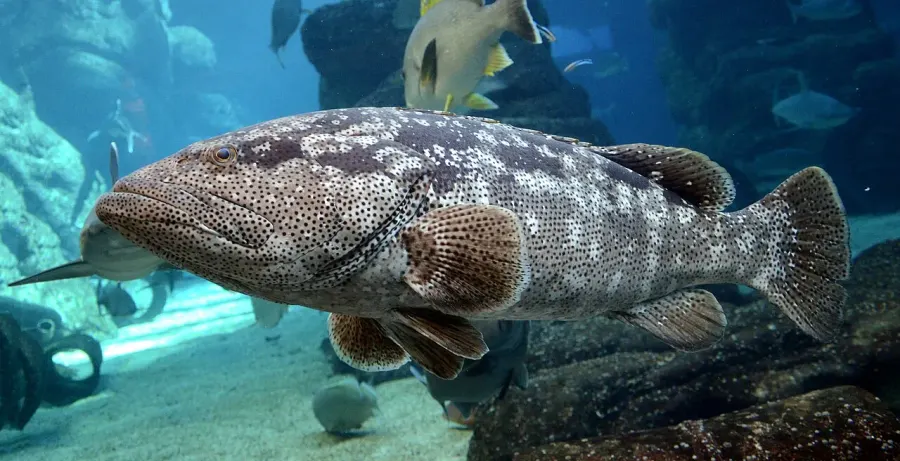 La carte Epinephelus malabaricus