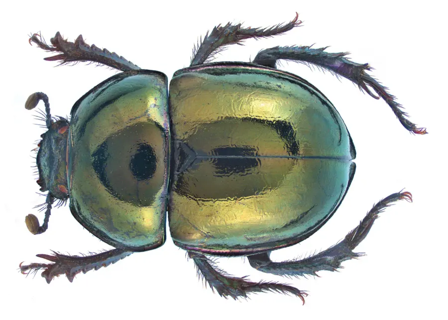 La carte Trypocopris vernalis