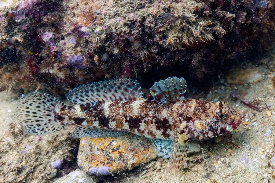 La carte Gobius cruentatus
