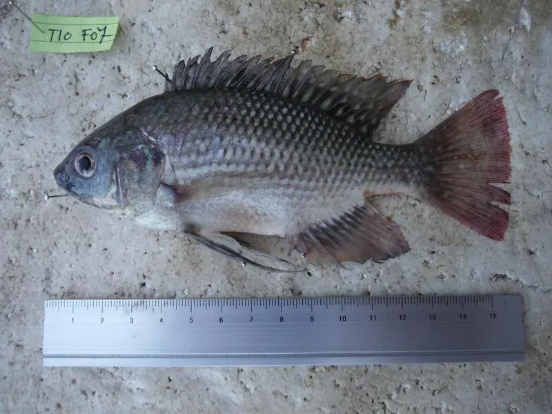 The Oreochromis esculentus card